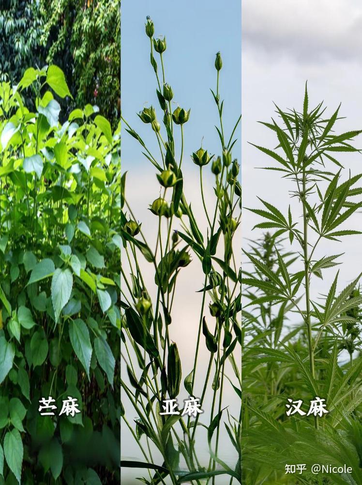 汉麻、亚麻、苎麻,傻傻分不清?内行人:一篇讲透,从此不纠结! - 知乎