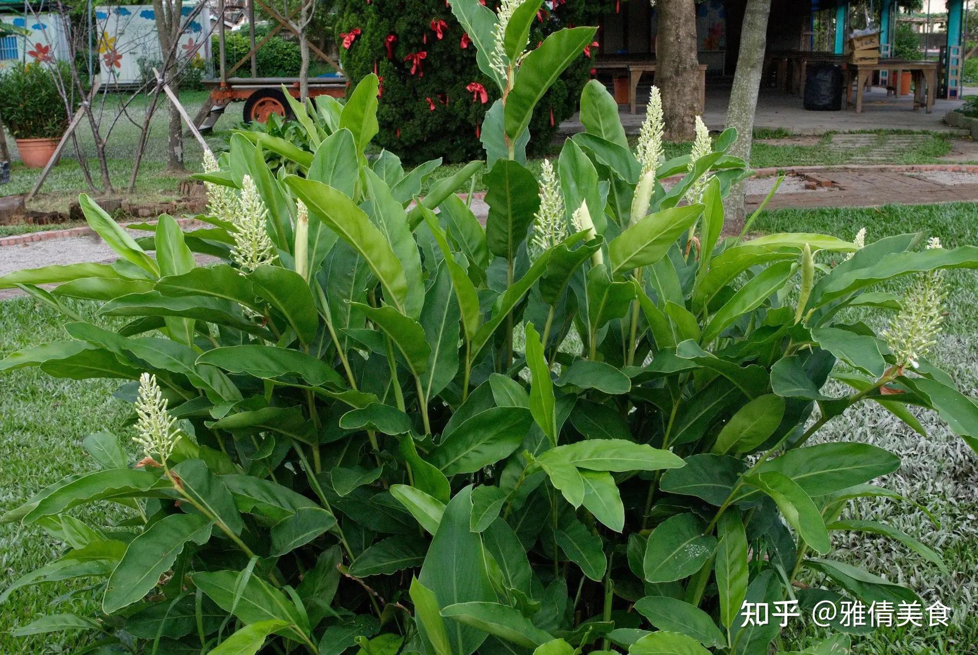 二,良姜与大良姜有什么不同