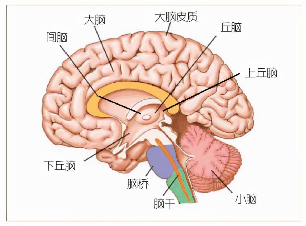 人脑由大脑,小脑,脑干,间脑四个部分构成(见图2)