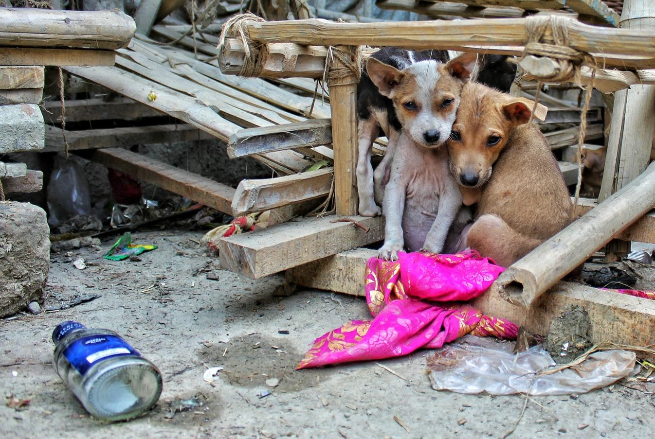 流浪猫狗现状调查报告图片