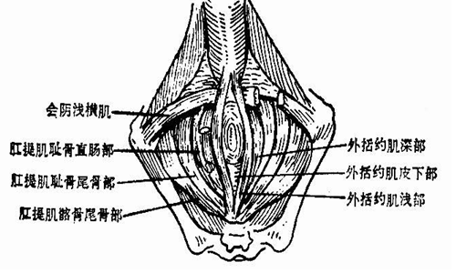 膀胱内括约肌图片