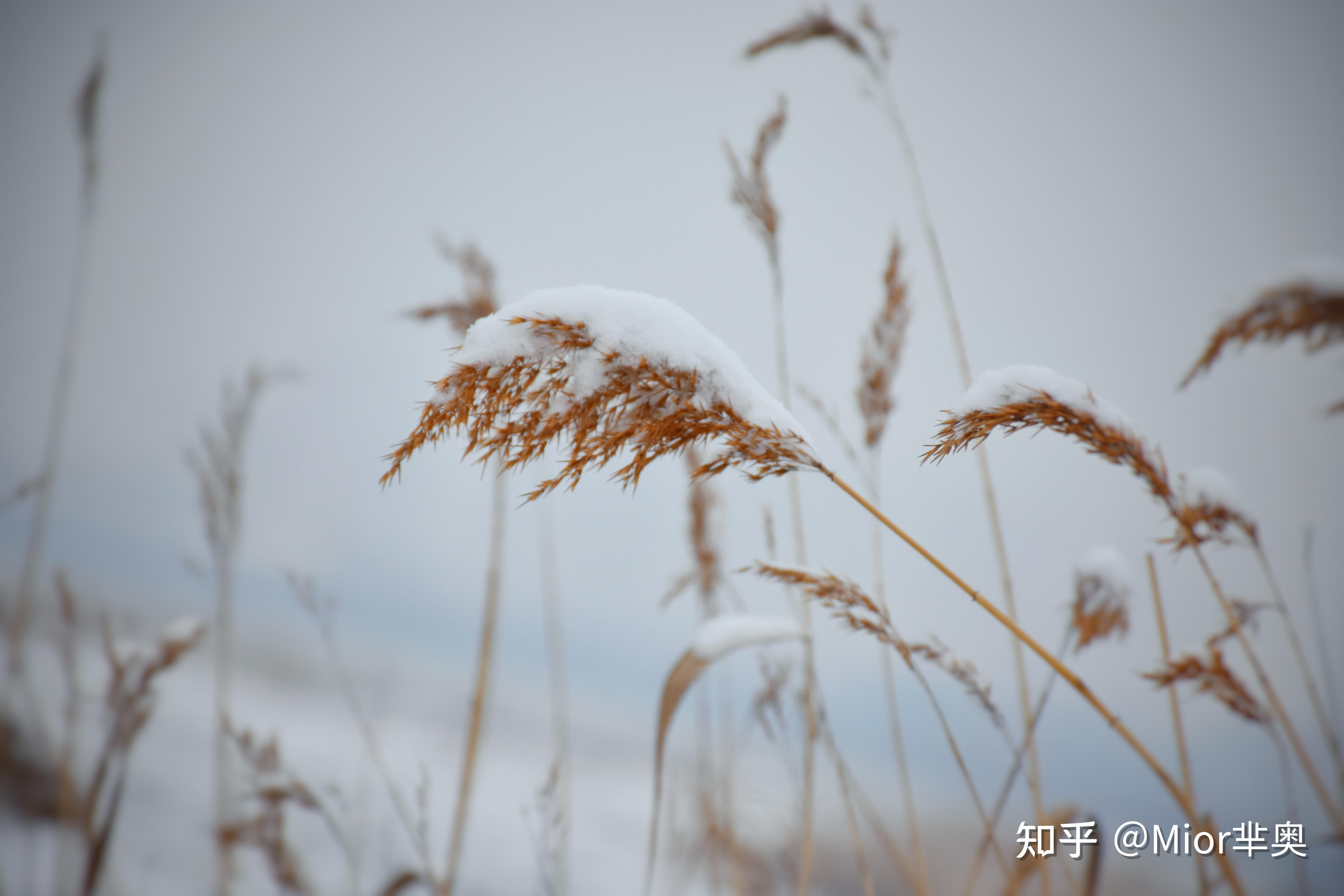 2022年的第一场雪雪景摄影后期攻略来咯