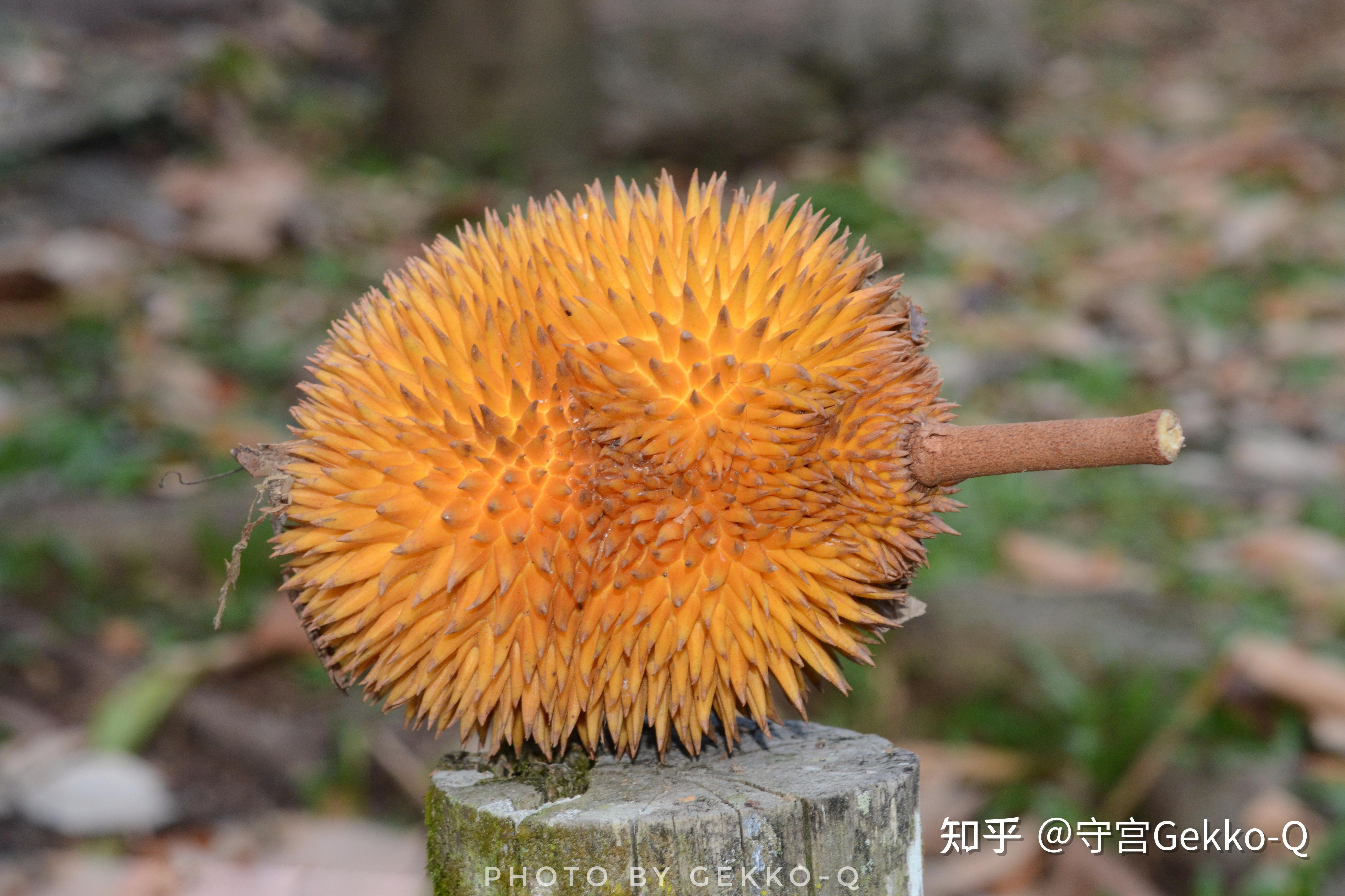 论飞行,植物种子才是专业的 - 知乎