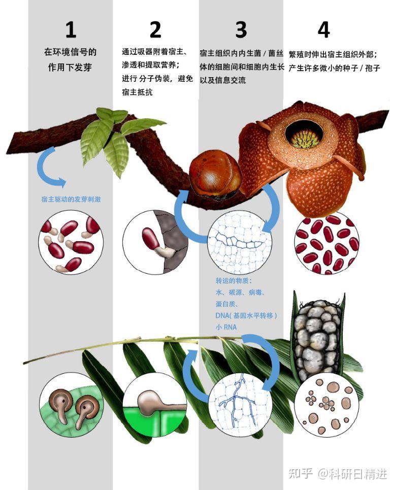 newphytologist丨内寄生植物和真菌表现出的进化趋同现象