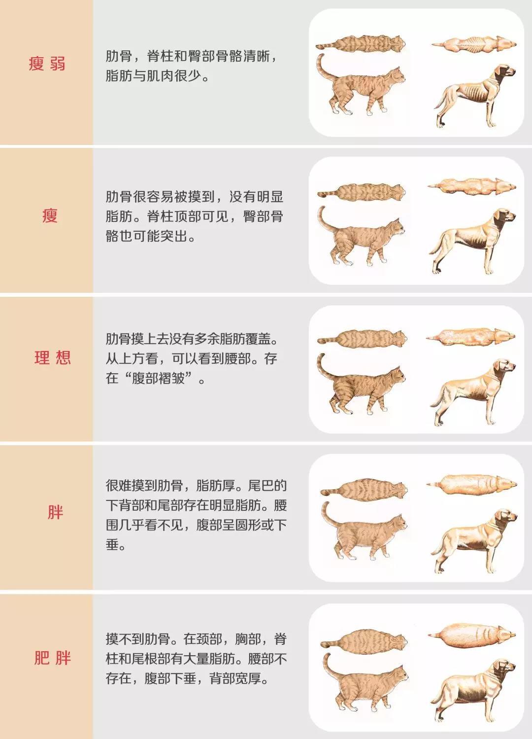 一分钟学会判断犬猫体重是否标准建议收藏喔