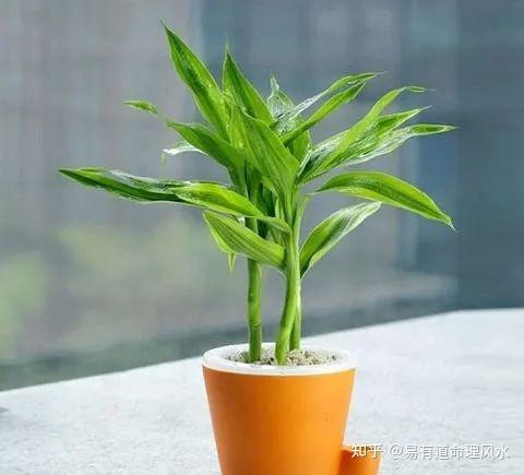 女性办公桌适合摆放什么植物招桃花,女生养什么植物好