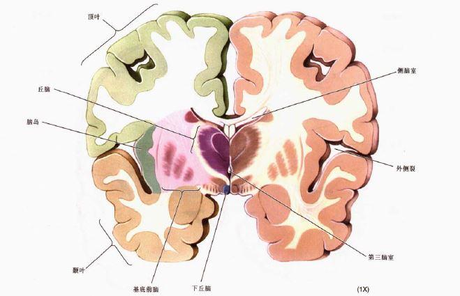 大腦冠狀橫切面,愛心形狀的丘腦