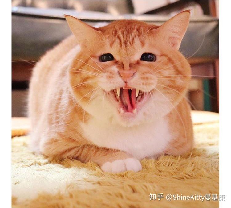 说了多少遍不要给“猪”染色!! - 知乎
