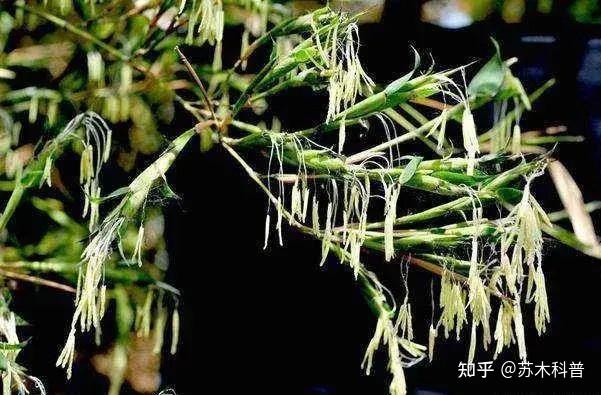 老话说“竹子开花,马上搬家”,竹子开花为什么要搬家? - 知乎