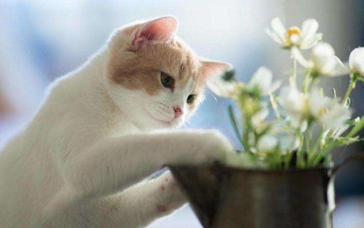 养猫与养花不可兼得 这5种花竟能让猫毙命 知乎 养猫与养花不可兼得 这5种花竟能让猫毙命 知乎