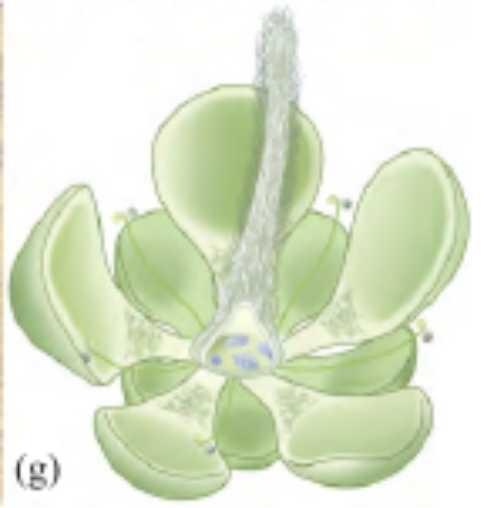 以目前的水平,可以确定鱼类出现得比开花植物更早吗? 3 v2 6e5495a871aecab06478fba255931e6b 720w