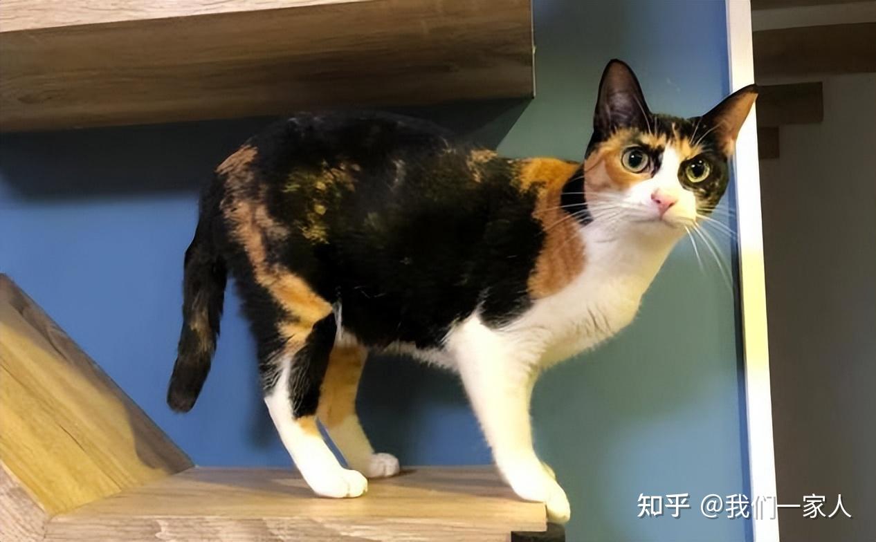 三花猫的优缺点有什么?明明超可爱,主人却直呼“后悔”?