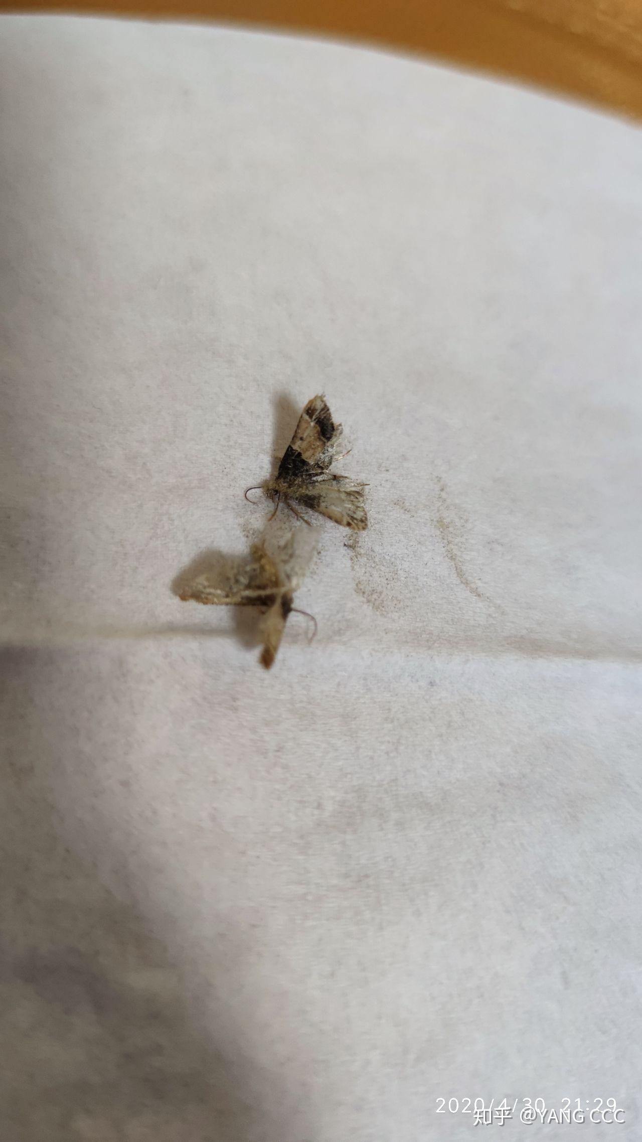 家里的蛾子怎么产生的图片