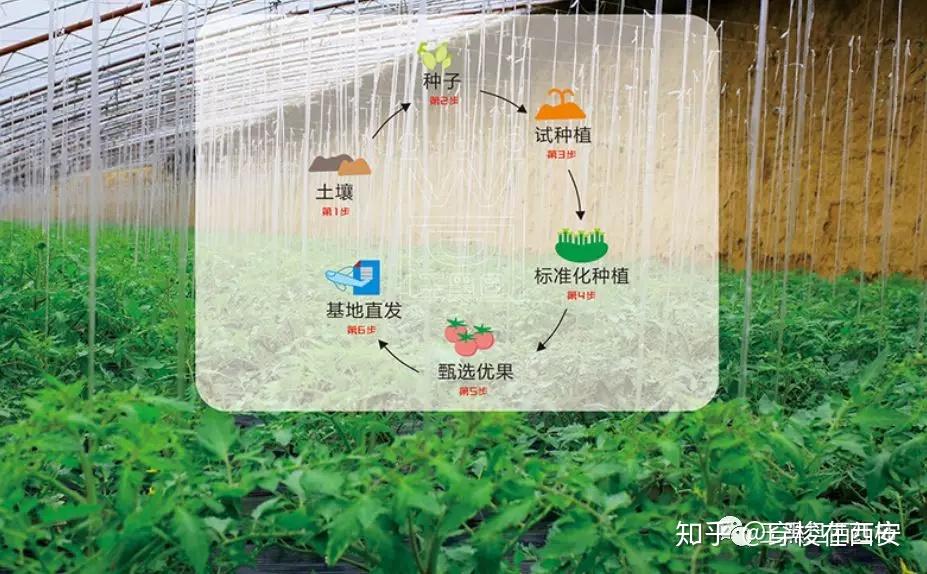 今年王黑旦西红柿售卖火爆许多都是老顾客引荐也得到了大家的赞许少女