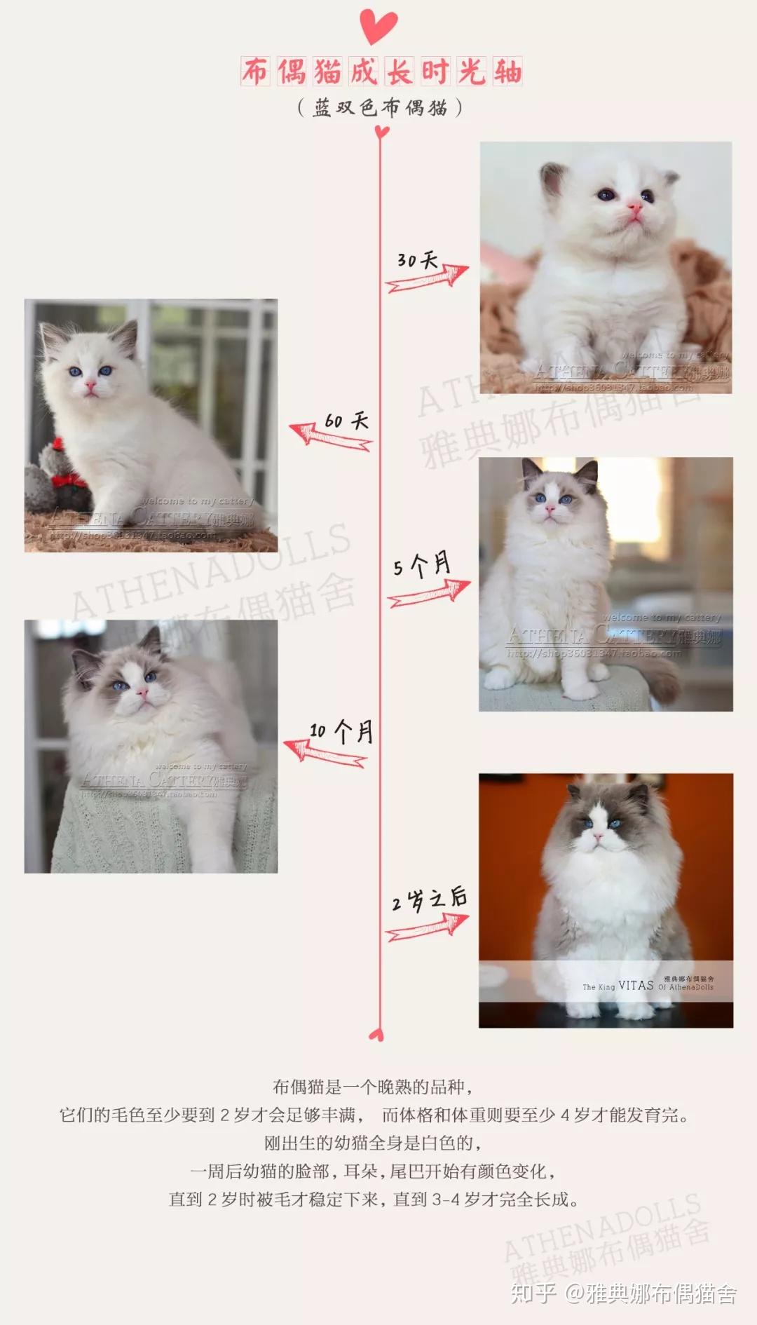 蓝双布偶和海双布偶猫那种比较好？ - 知乎