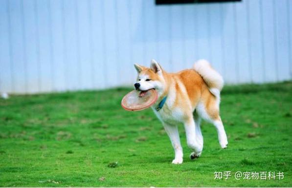 秋田犬為什麼比不過柴犬原來是因為這6點飼養的人才少