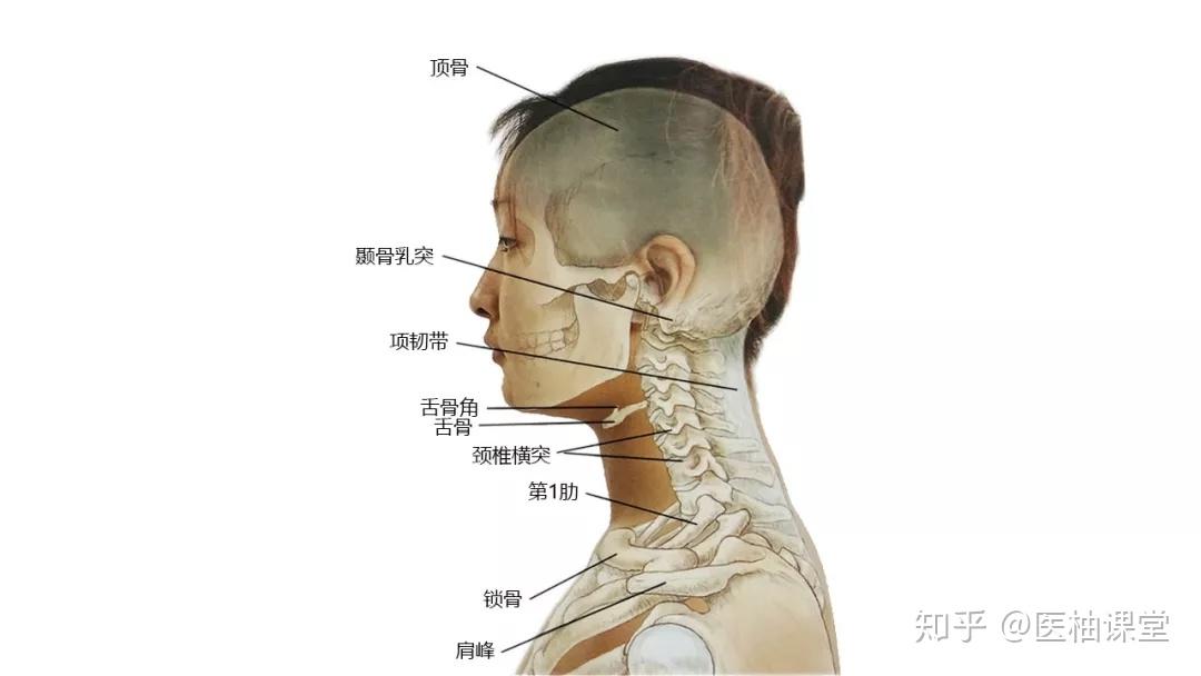 27张高清解剖图带你认识头、面、颈部骨骼及肌肉名称! - 知乎