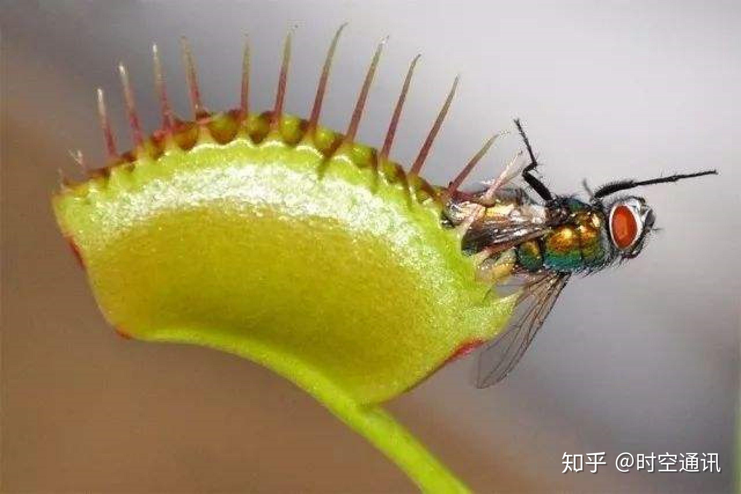 恐怖的食人树传说是真是假？ - 知乎