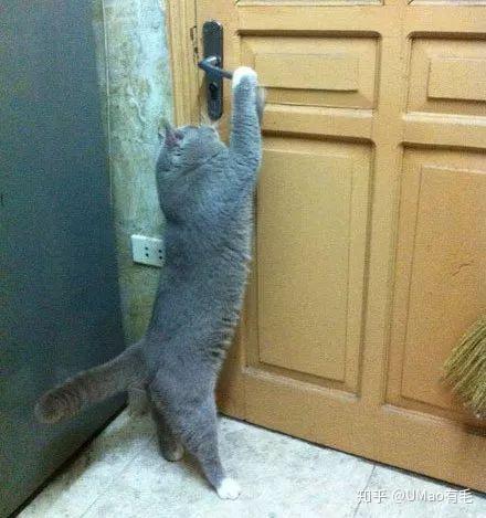 开门开锁开窗户,小猫咪你咋不上天呢? - 知乎