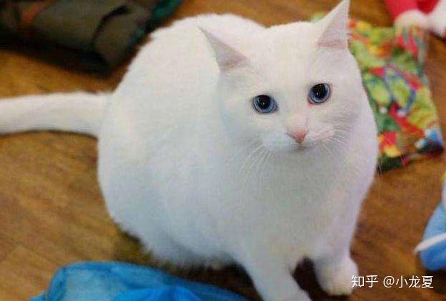 尺玉,很简单,就是身长一尺的玉.