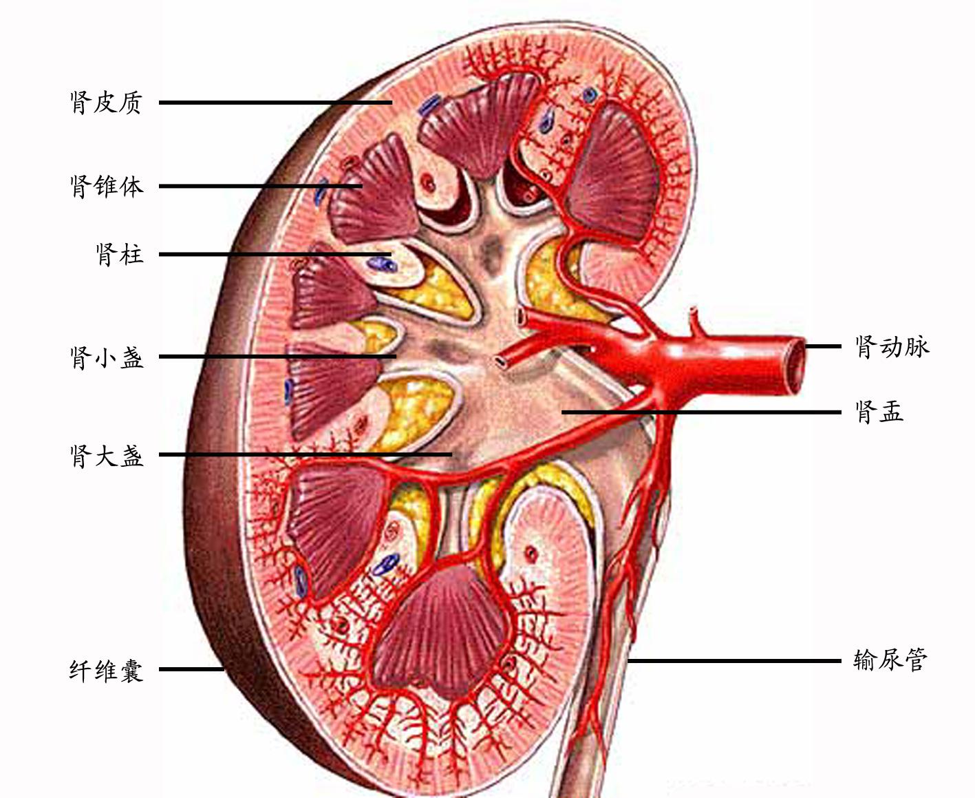 圖6-3:腎剖面示意圖常規的泌尿系x線平片包括兩側腎臟, 輸尿管及膀胱