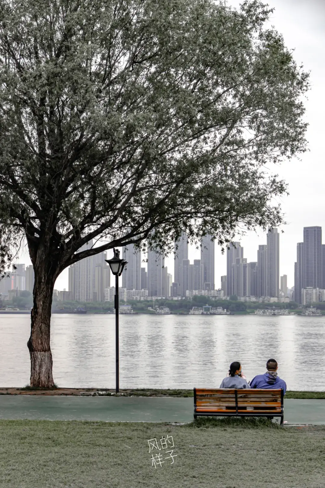风的照相馆武汉那棵孤独又灿烂的树