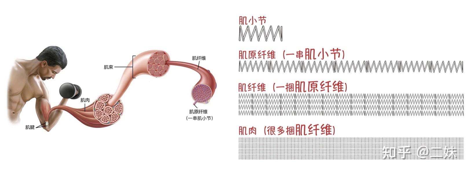 一天一点解剖学 → 肌肉系统(骨骼肌) - 知乎