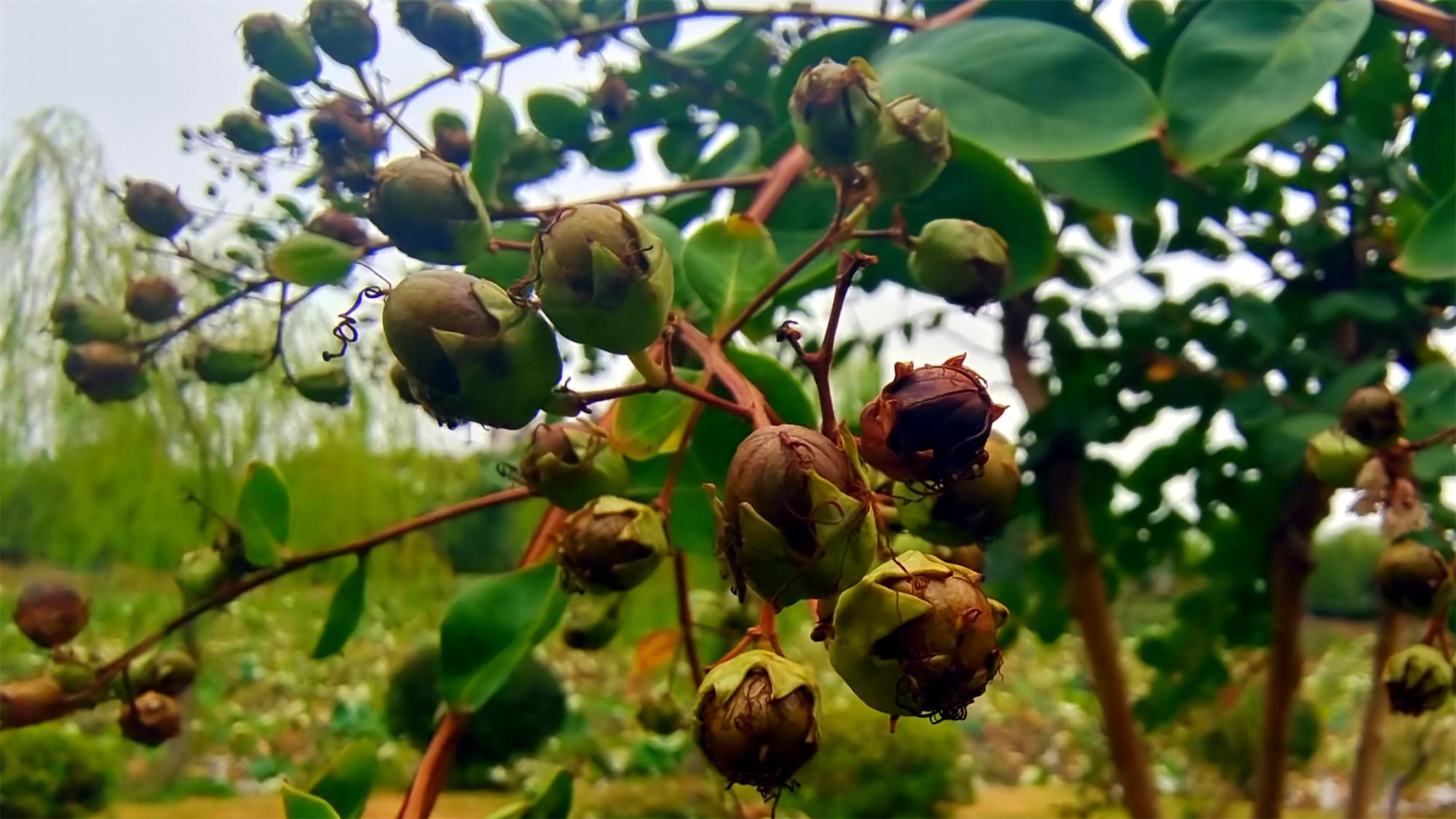 美丽吉安 秋色之紫薇果实