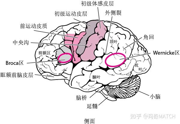 神經康復-大腦分區