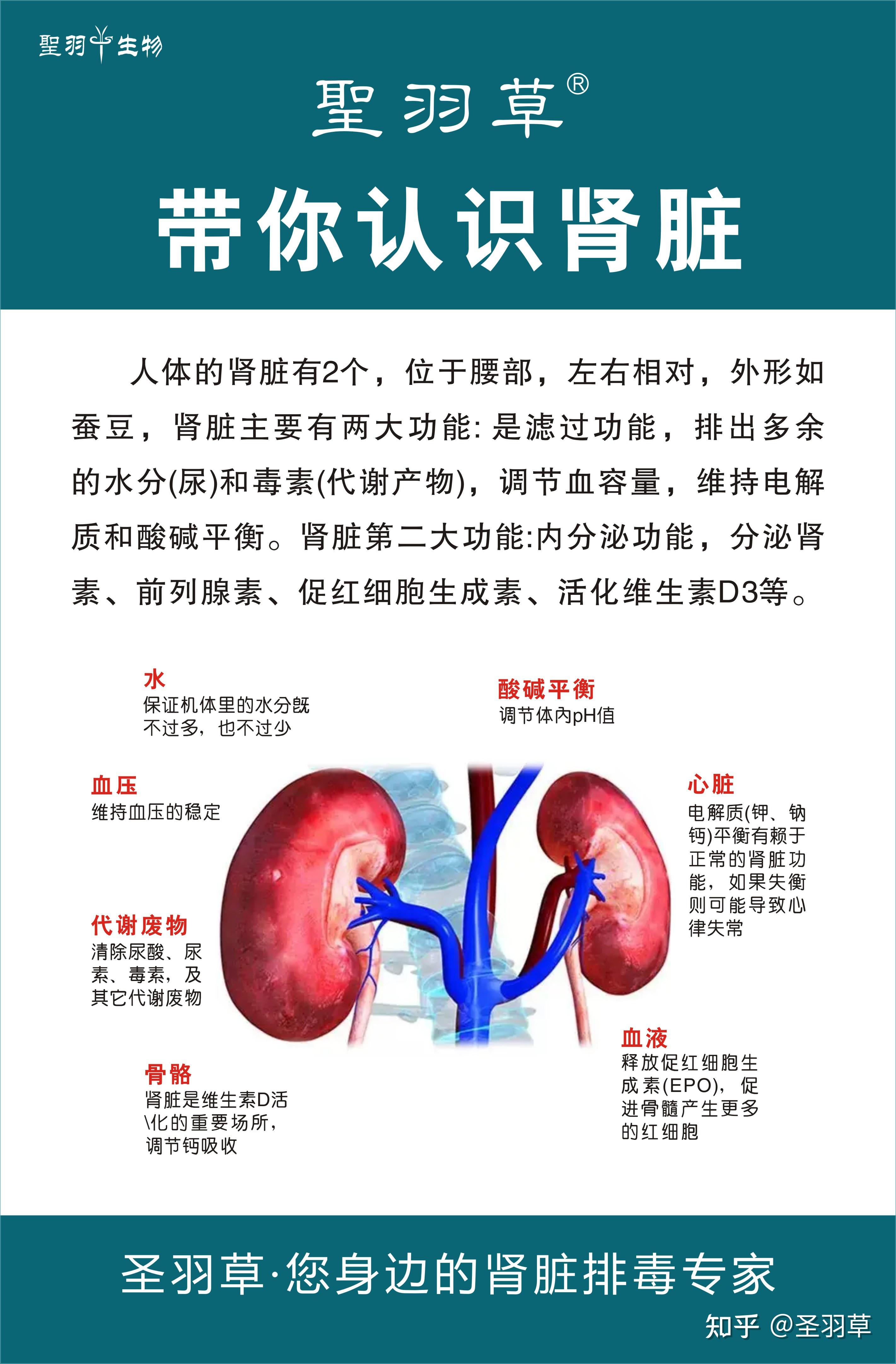 圣羽草 带你认识肾脏