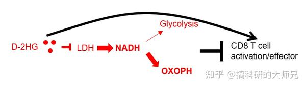 研究生如何进行文献精读？主刊science教你大热的代谢免疫研究思路—肿瘤细胞分泌促癌代谢物d 2hg抑制cd8 T细胞糖酵解 知乎
