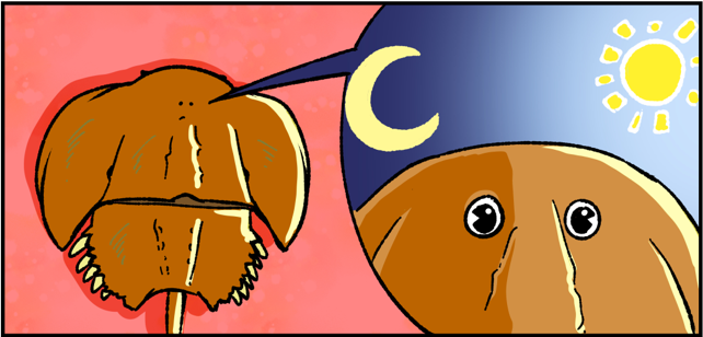 【蒙知】"蓝血士兵"—鲎