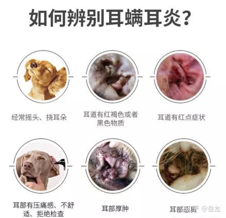 狗耳螨是怎么回事,如何治疗? - 知乎