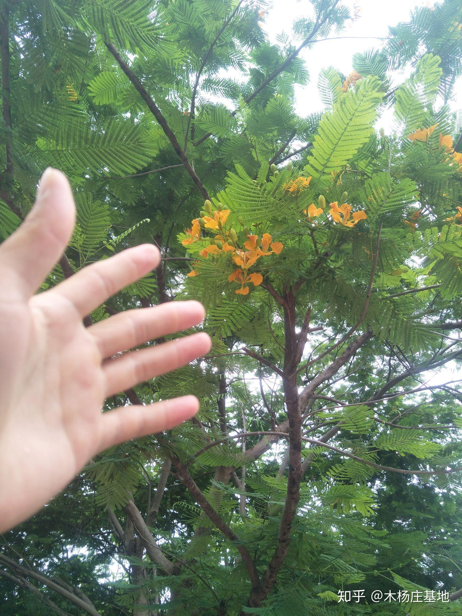 黄花凤凰木起初的那些事