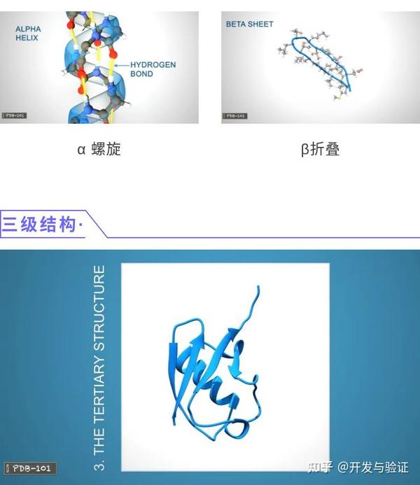 科普 什么是蛋白质 知乎