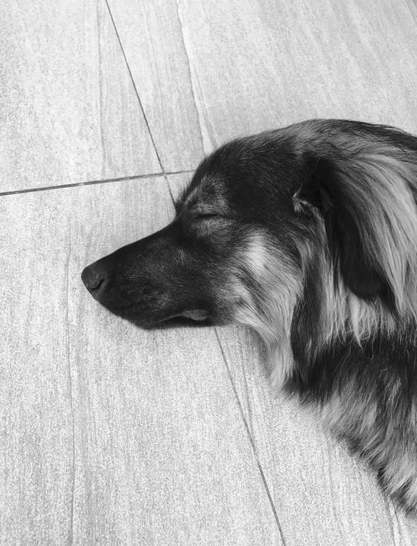 叔叔家捡来的小土狗.不到一年从小奶狗长到半人高.正常画风的时候