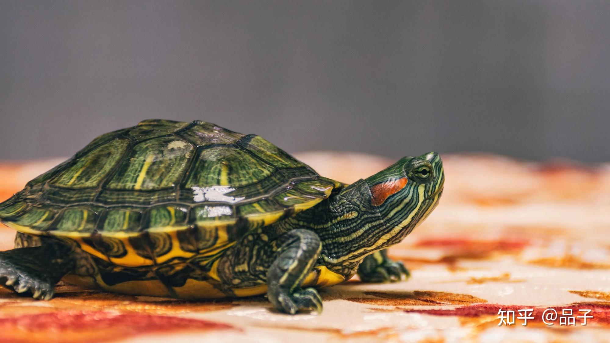 新手养龟保姆式指南！ - 知乎