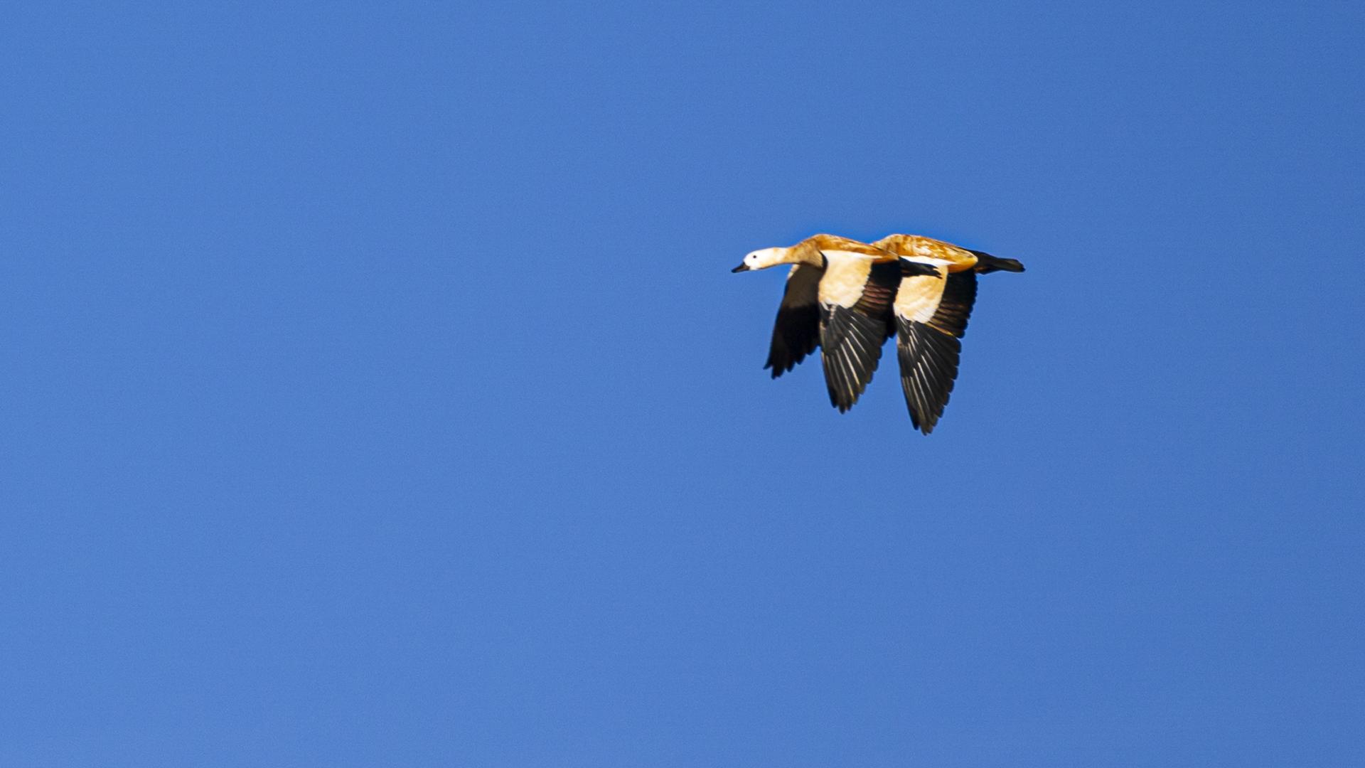 mate40proiphone12promaxdjip2拍的视频