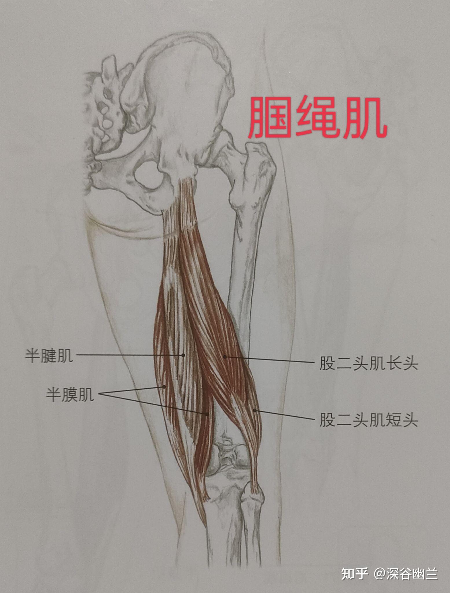 腘窝肌肉解剖结构图图片
