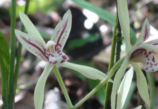 关于兔耳兰民间流传着一个凄美的婆媳故事也诠释着她的花语