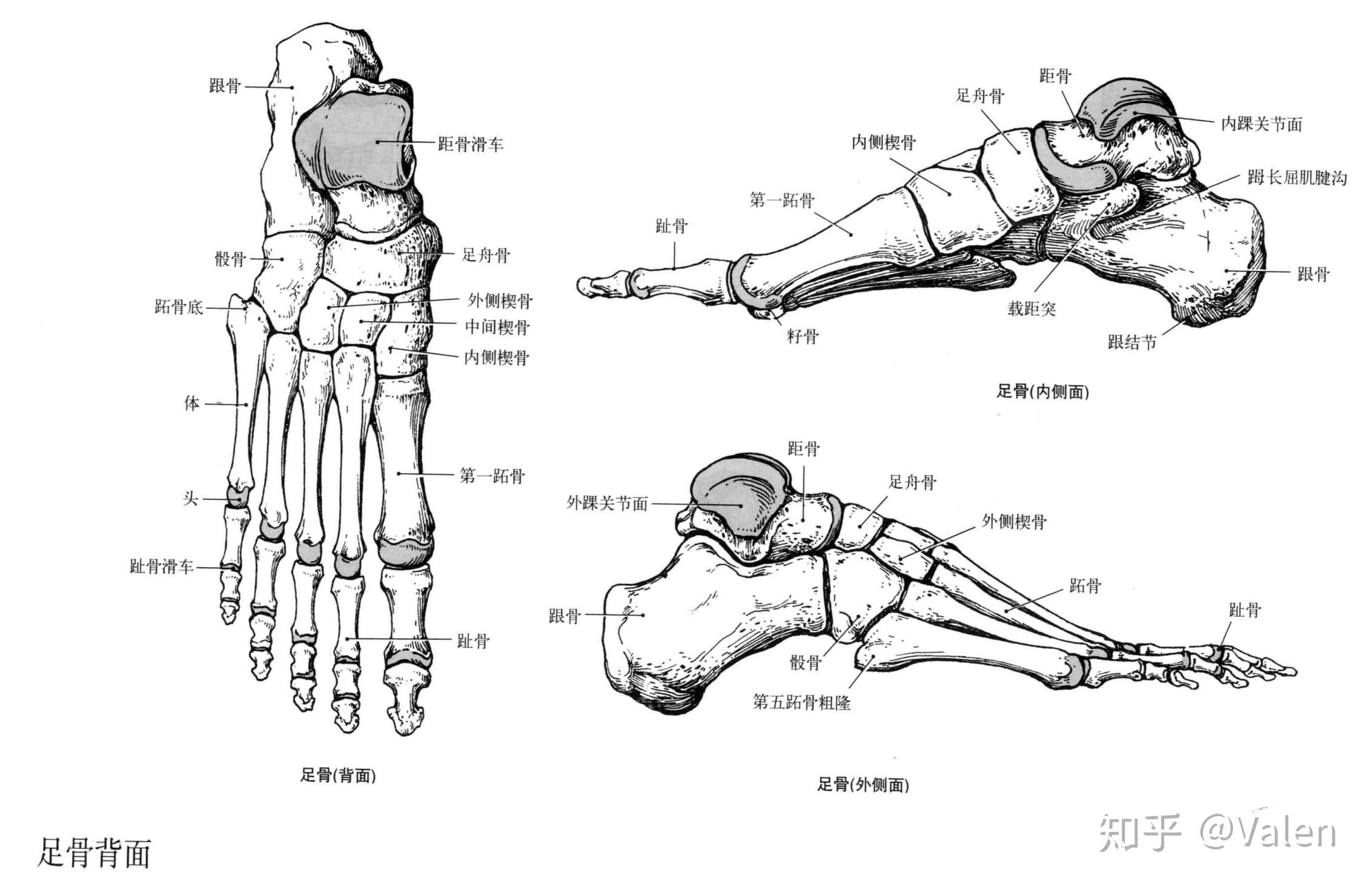 图片来源于《运动解剖学图谱》自下而上,由于距骨与小腿的骨头(胫骨和