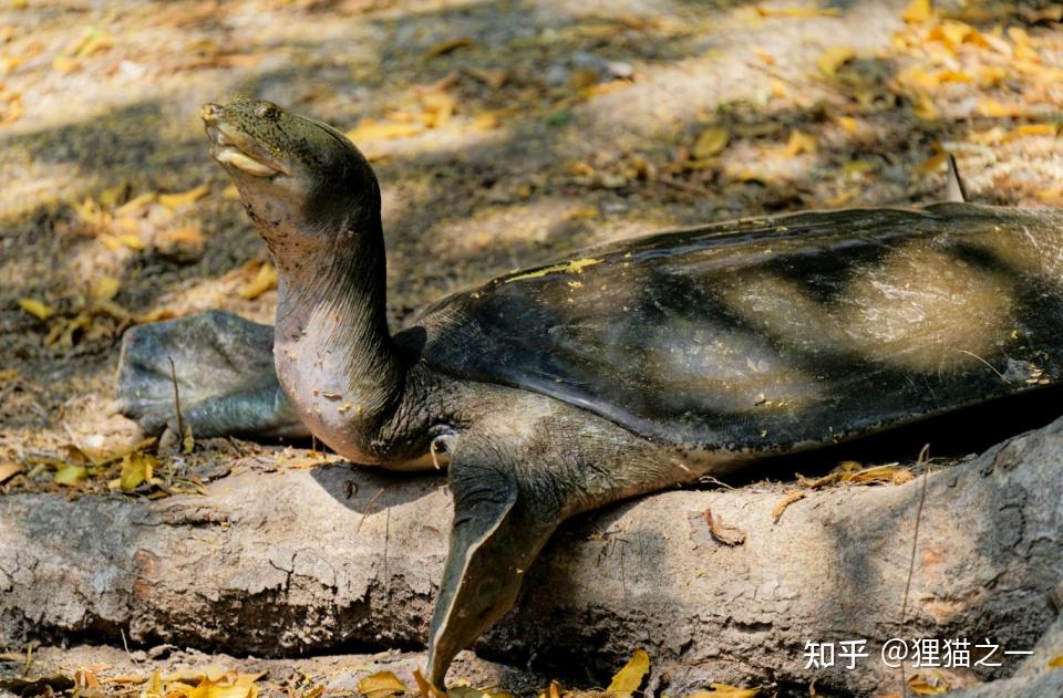 鳖看起来特别弱，软壳又笨重，但为啥龟没有完全抢占鳖的生态位、将其淘汰？ - 知乎