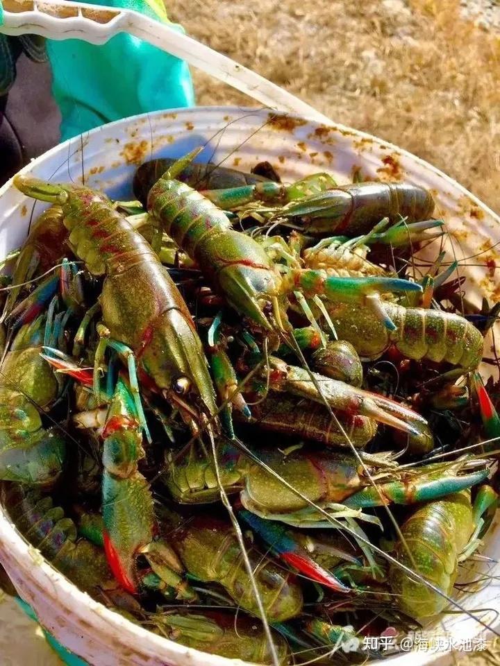 澳洲淡水龙虾(小青龙)养殖规模化离不开养殖漆