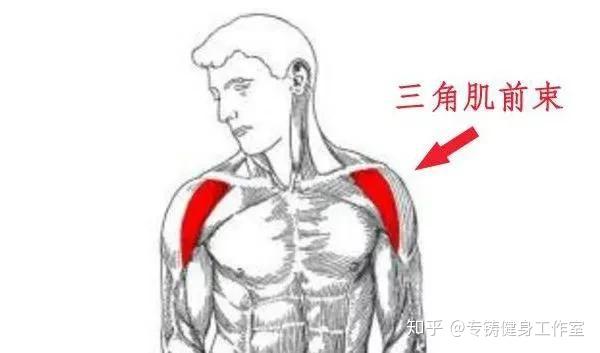我们的三角肌前束由于不是主要的发力肌群,是不会觉得疼痛的