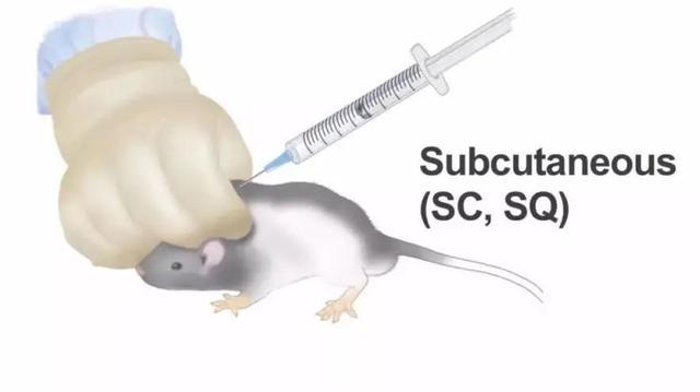 实验干货 | 小鼠注射给药方法大汇总 - 知乎