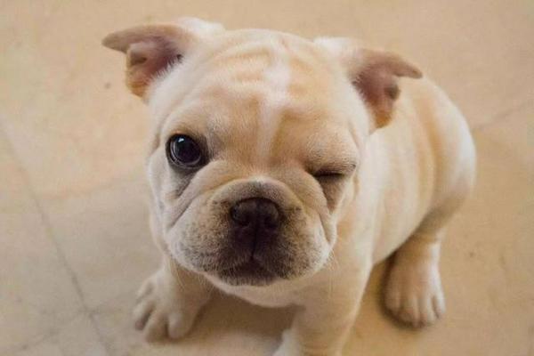 养了三年多的斗牛犬空运死亡，航空公司说只能按斤赔偿一千块