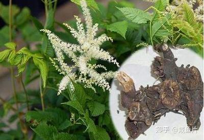黄芪的功效和作用,配伍适用和药副作用有哪些? - 知乎