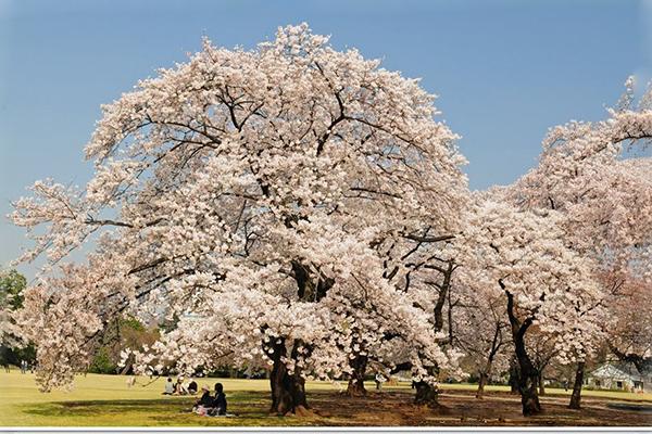 赏樱 18日本各地花期一览表 赏花圣地推荐 知乎