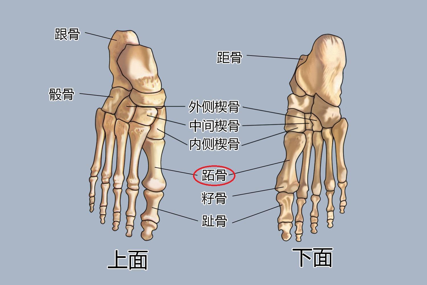 脚趾解剖名称示意图图片