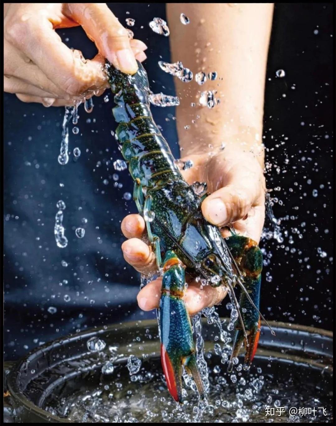 澳洲小蓝龙虾图片